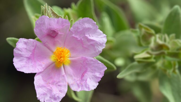 Czystek – hit czy mit? Jak działa i kiedy warto go pić?